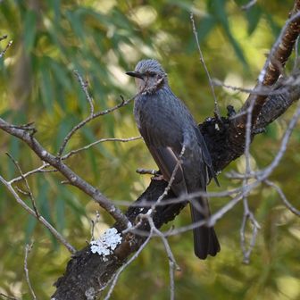 ヒヨドリは大きいから撮りやすい！よく見ると髪の毛立っててカッコいい✨イケメン！