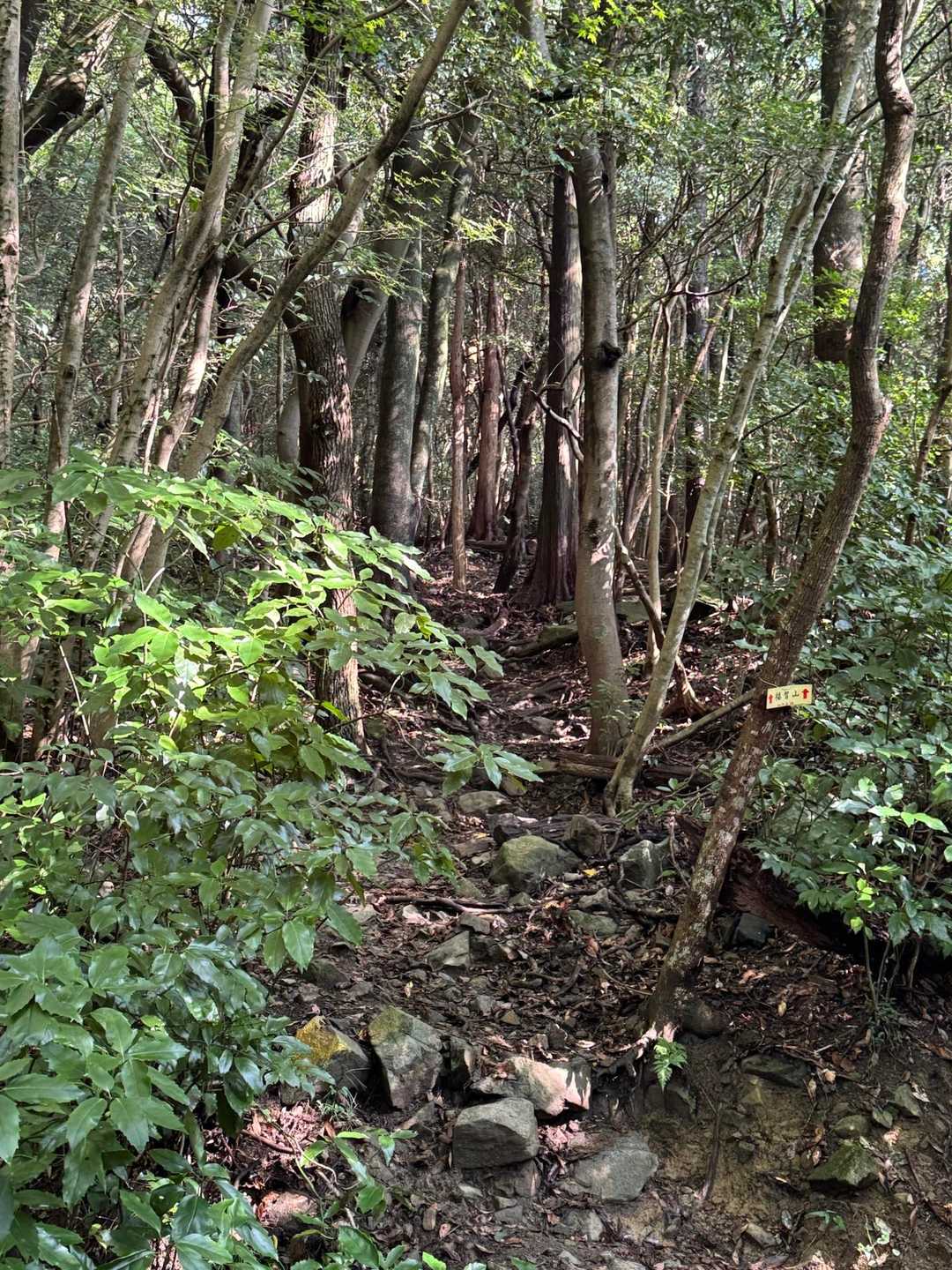 もう、登山道がめちゃくちゃ滑りましたよ💦