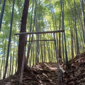 竹寺 到着✌

この神秘的な鳥居⛩️がお気にです♥

何故かここに来ると
いつも『かぐや姫👩』
が頭に浮かびます💡

一切関係ないですが…(笑)