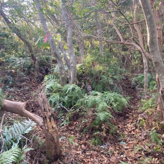 少し進むと二又の、わかれ道になっているので、左に進みます👈
右に入ってもこの先で、左の道に合流します😊