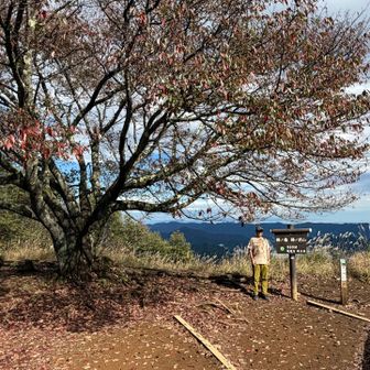 パシャリしたら休憩🍙
落葉前の山桜
葉っぱが紅く染まって綺麗🍂✨✨
来春もよろしくお願いします😁