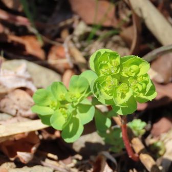 トウダイグサ。
ネコノメソウに似ているが、種の散布法は全く違う。