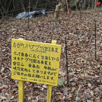 愛宕山山頂にはオキナグサが植樹してあるよう。