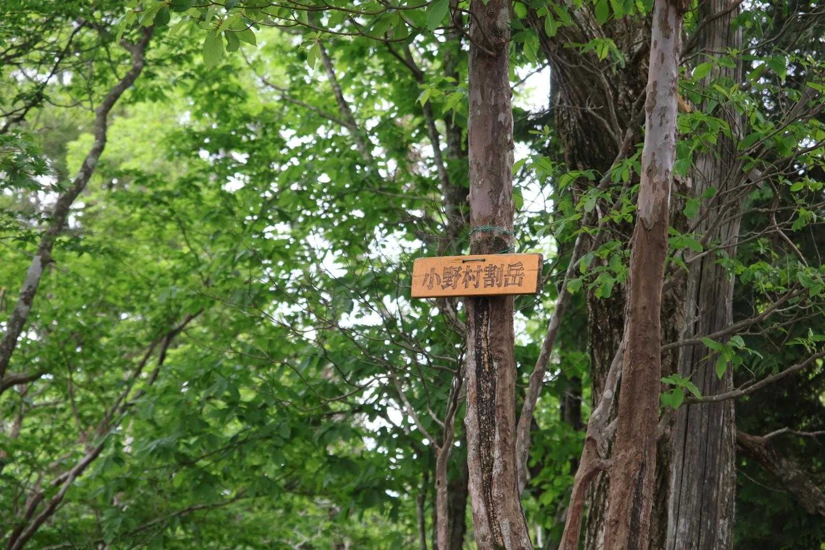 佐々里峠-雷杉-小野村割岳 往復コースの写真