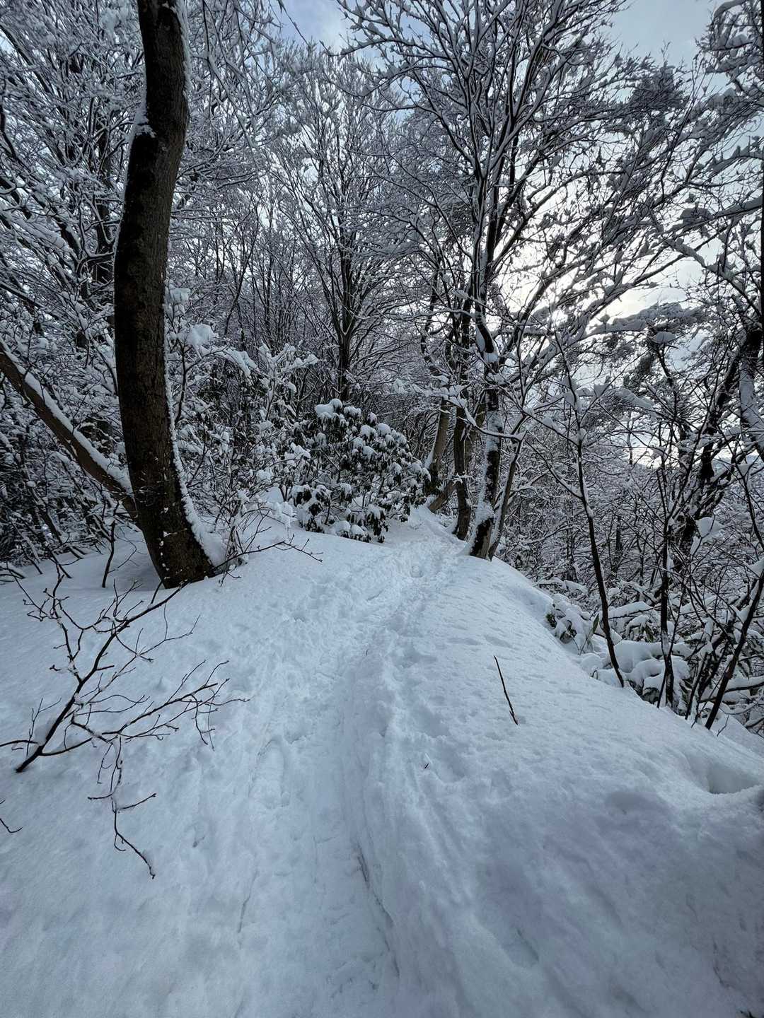 下山は傾斜がすごくて、笑うくらいに何度も転びました。