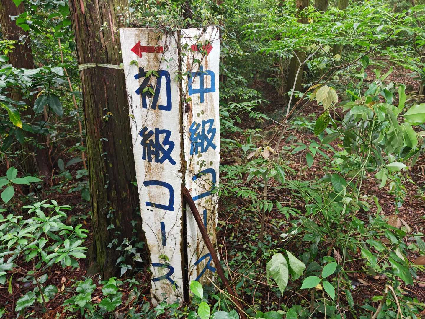 初級のほうが怪しかったので中級コースに行きました。