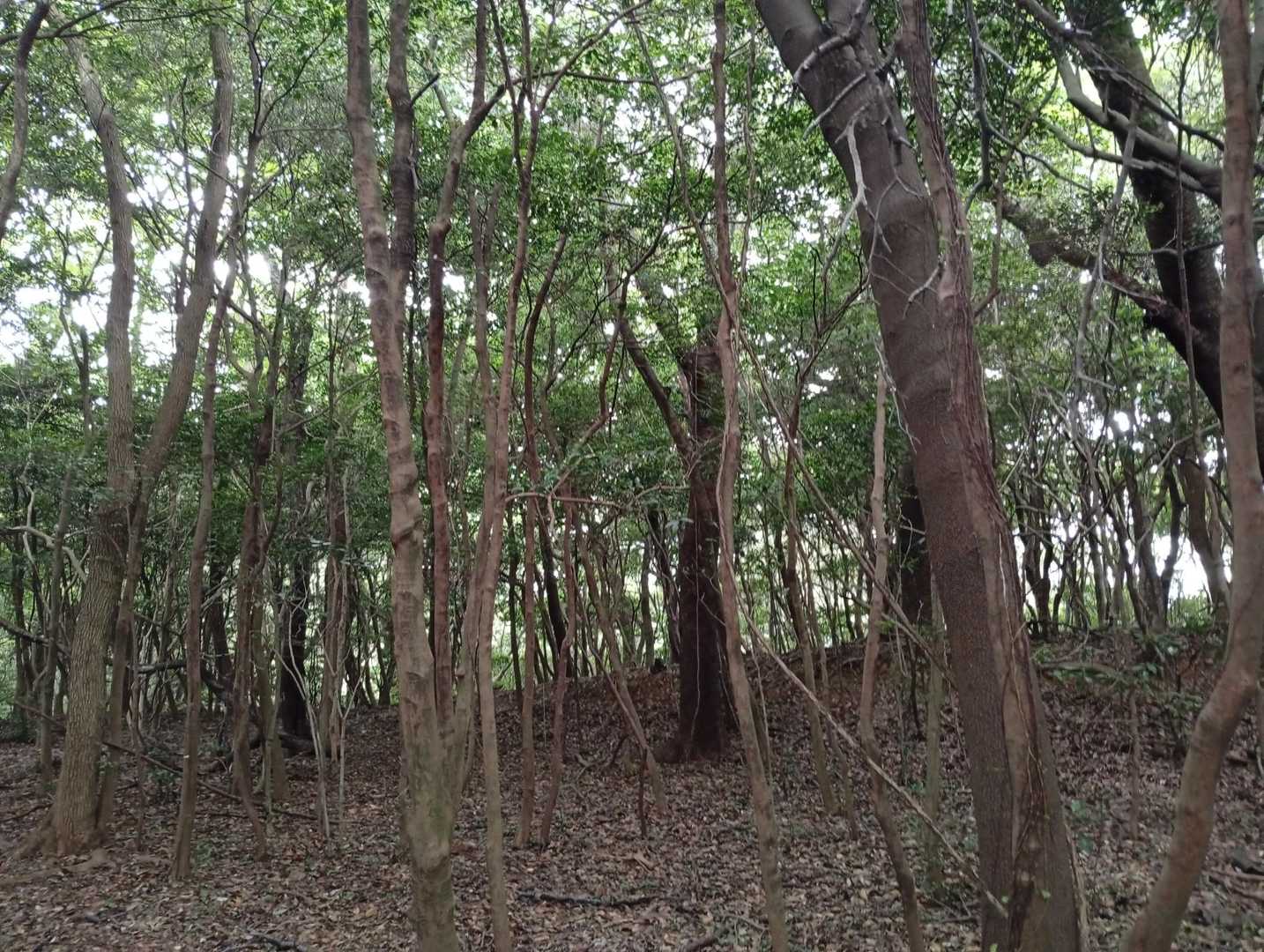 山頂は平面の森🌳