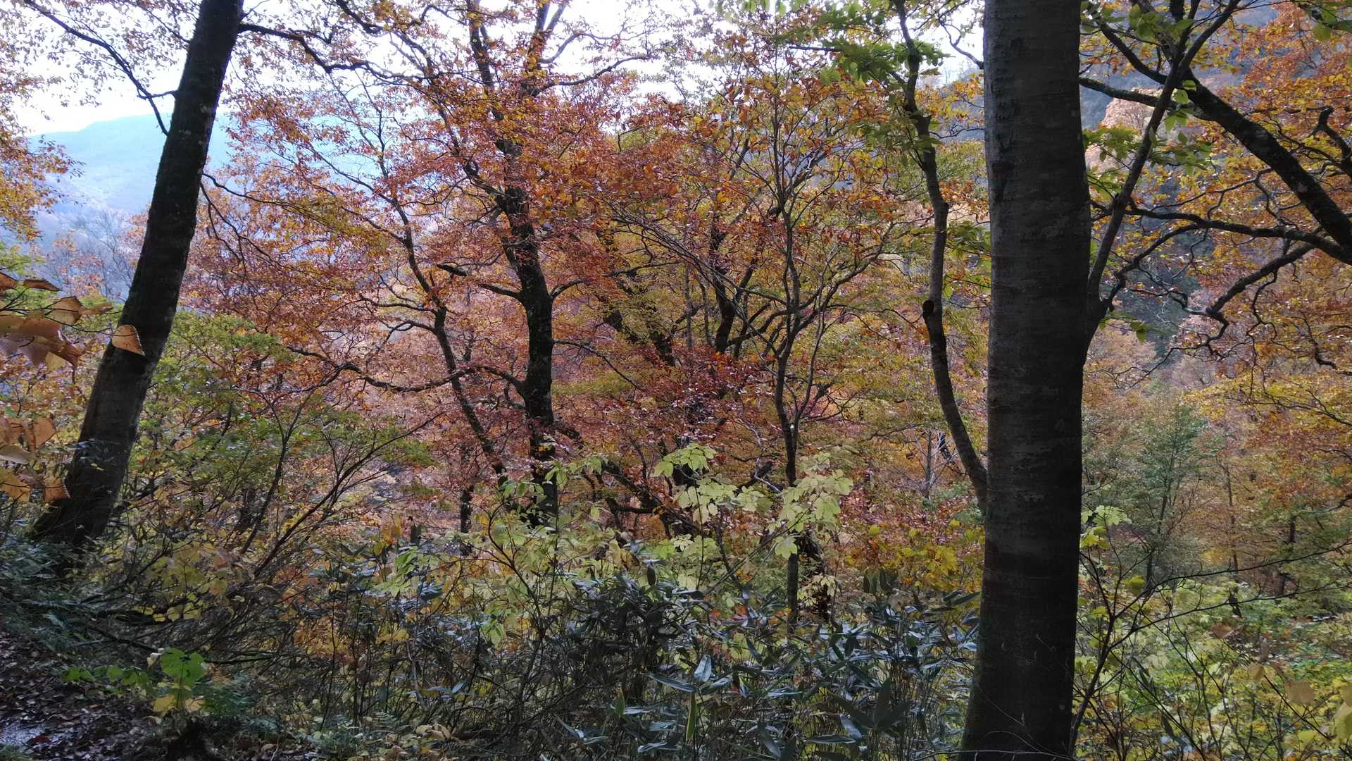 イイ感じ🍁