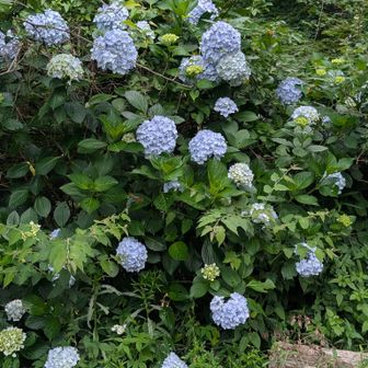 登山口の紫陽花