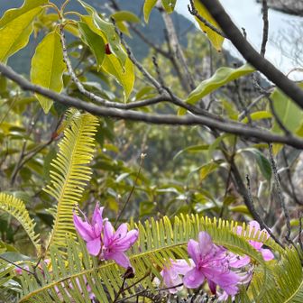 ミツバツツジと三上山