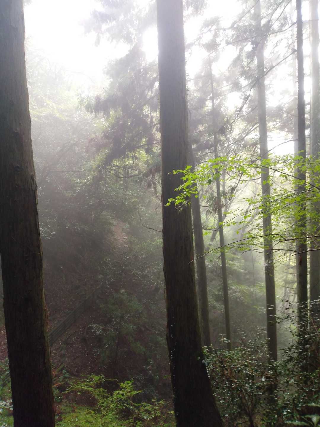 霧が発生していた