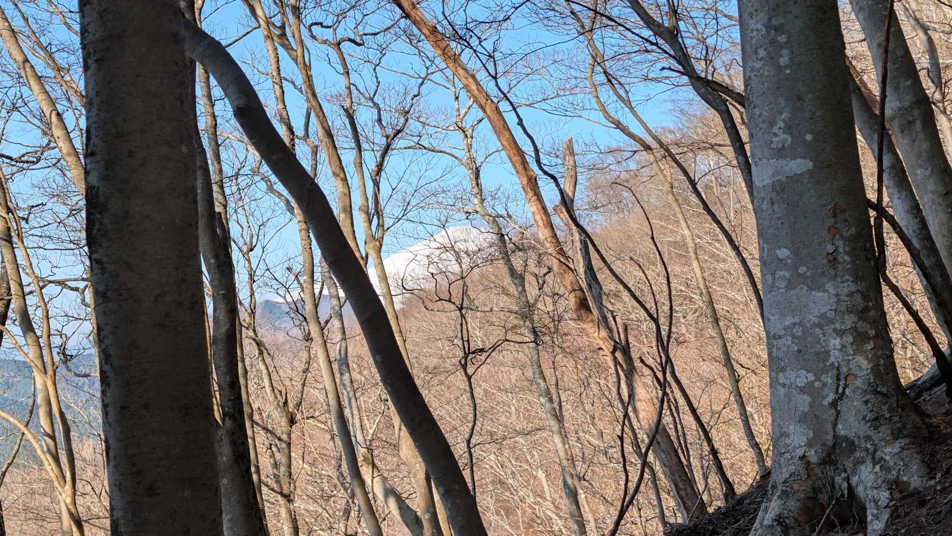 浅瀬入口バス停-ミツバ岳登山口-大出山 往復コースの写真