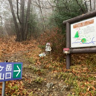新登山口(飯高)ルート　自然林もある
