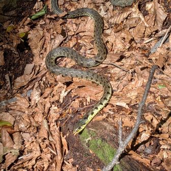 道の真ん中にヤマカガシ🐍