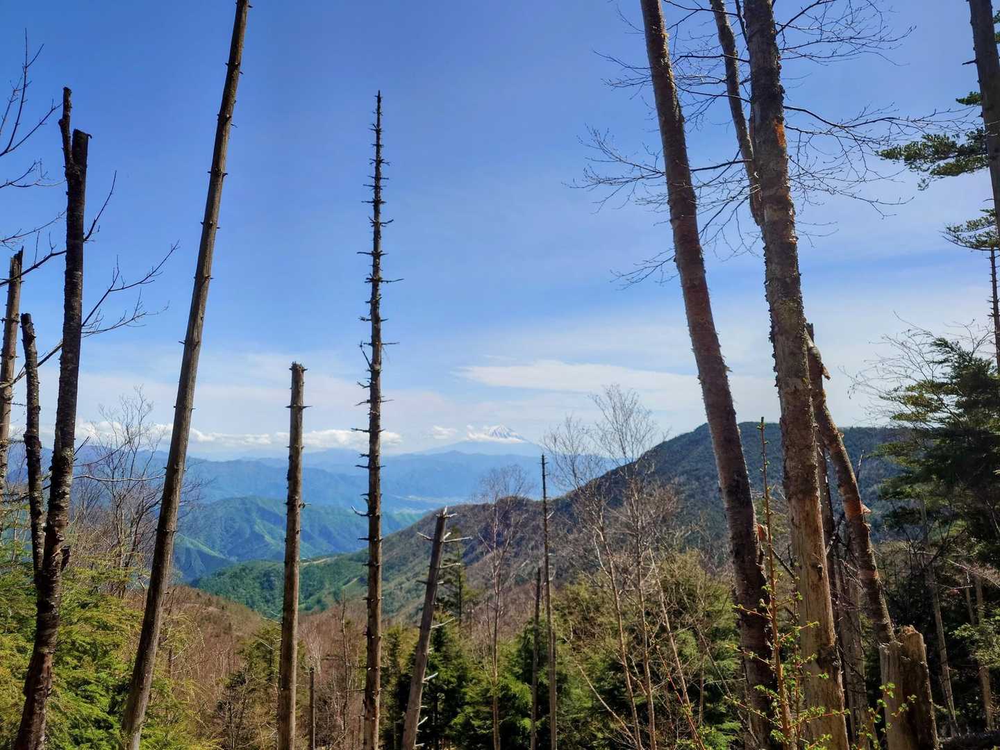 立枯と富士山