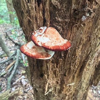 夫婦？兄弟？姉妹？🍄‍🟫