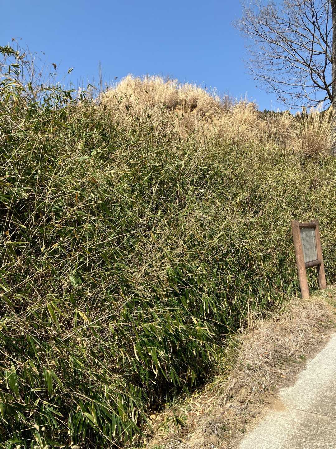 分け入って見ましたが背丈程のブッシュで、よく分かりませんでした。
今回、色々と下調べが足らない山行でりました。反省‼️遺跡地図を、持ってくるべきでした。