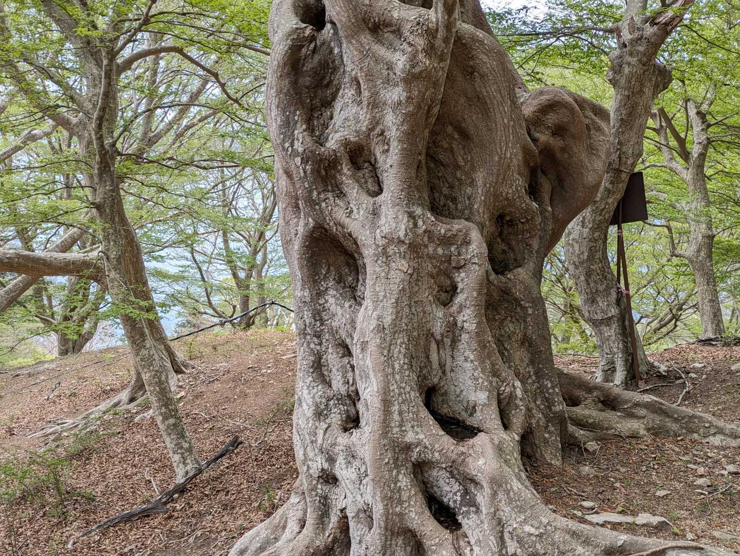 スゴい大木🌳めっちゃパワーあるんだろうな⋯✨