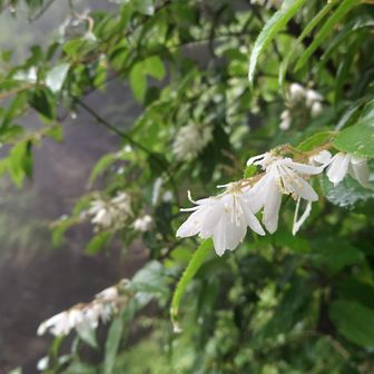 ウツギ