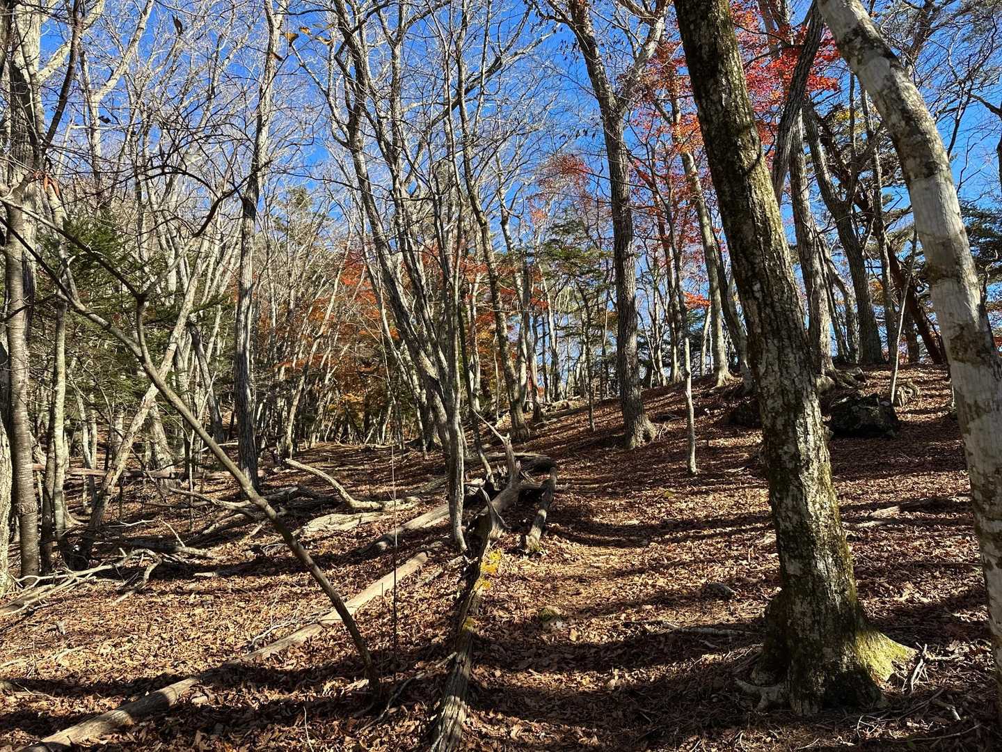 中ノ倉峠登山口-中ノ倉峠-パノラマ台 往復コースの写真