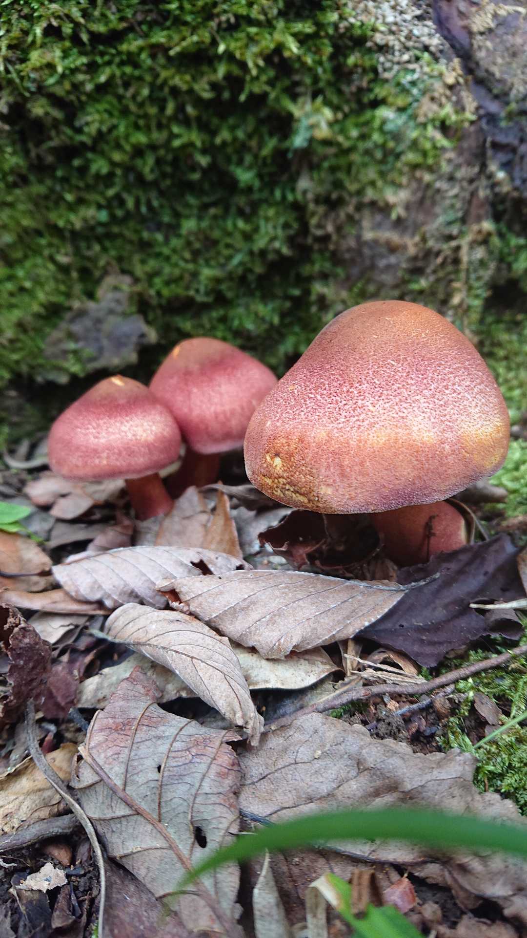 母ちゃんと双子🍄