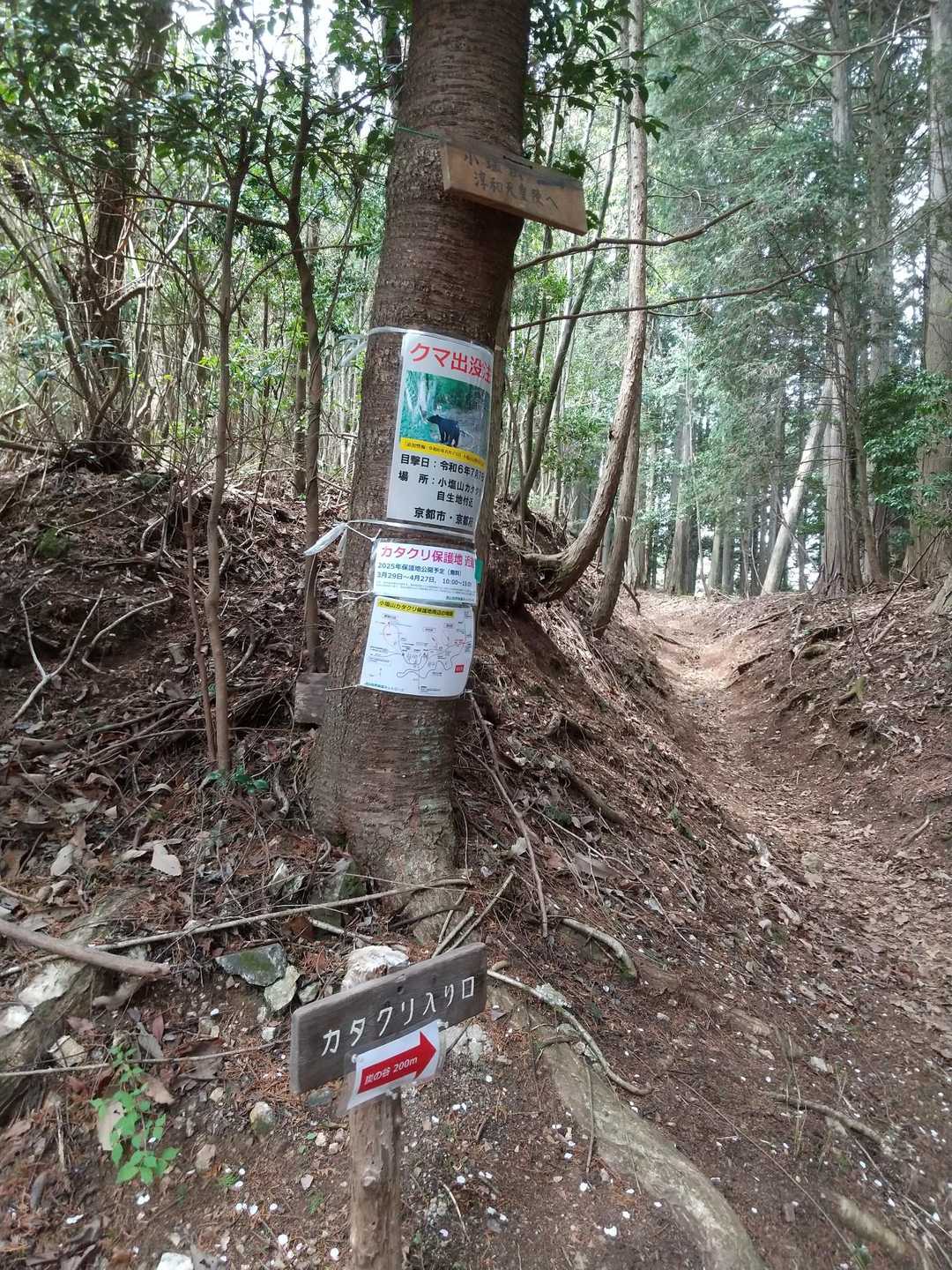 カタクリ入り口