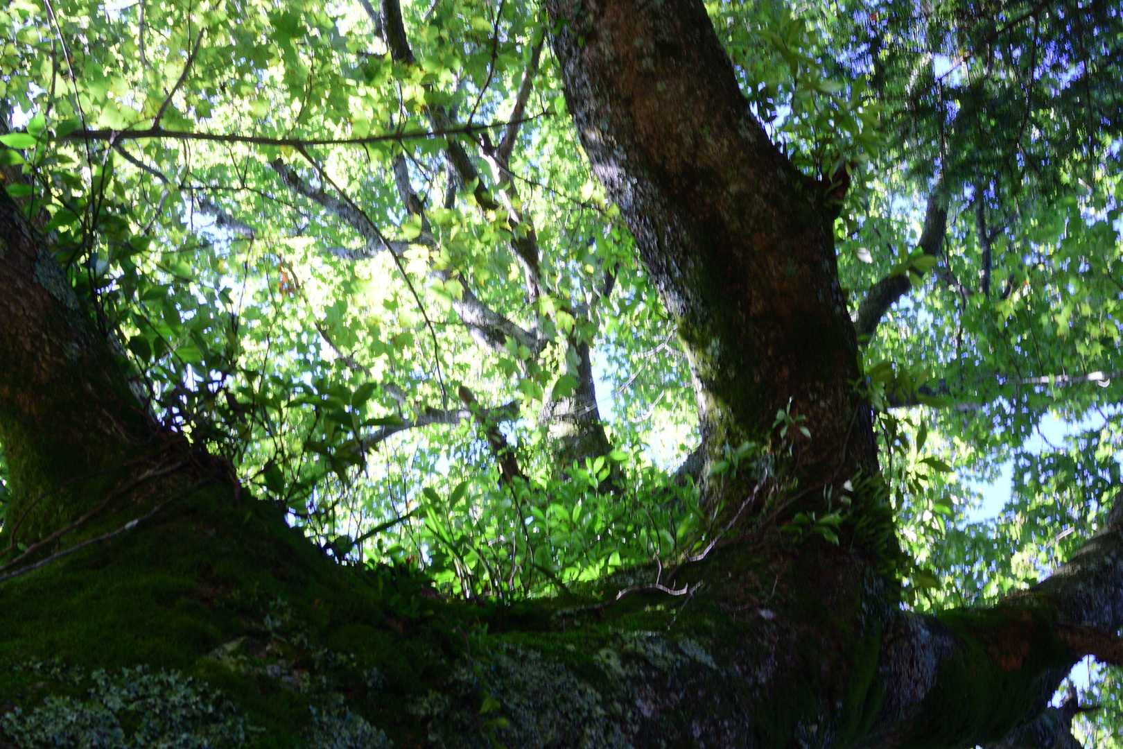 苔生した大きな樹