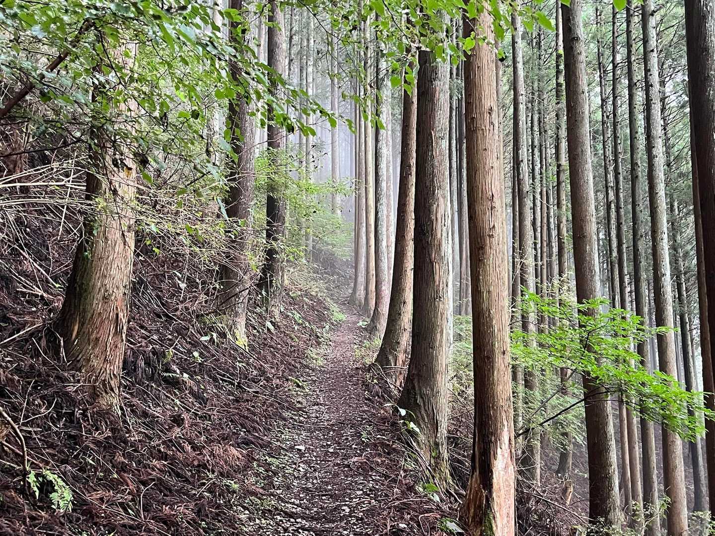 今日は涼しい