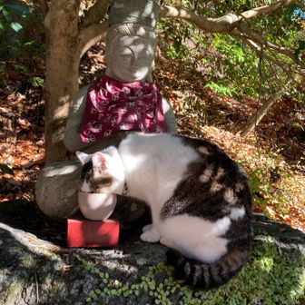 如来さまのお水を堂々と頂き、さらにお膝を踏んづけて去っていったお寺のアイドル🐈
如来さまもフクちゃんが可愛くて仕方ないのかも🥰