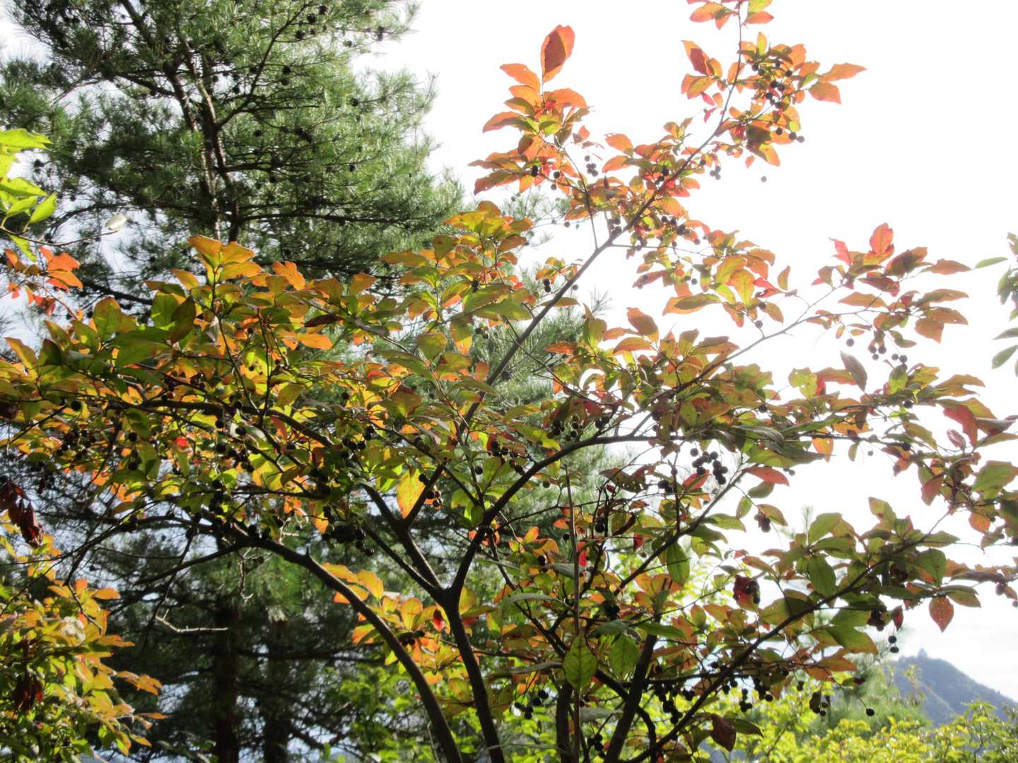 小さい秋見ぃつけた〜🎵🍁
右下に金華山