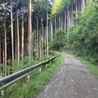 林道を左手に進むのは間違い。YAMAP地図を信じ過ぎないように、、、