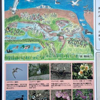 冬季はコクガン🐧が飛来するようです。

コクガンは北極圏のツンドラで繁殖した後、冬鳥として日本沿岸にやってくる希少な渡り鳥。

おしまい🦀