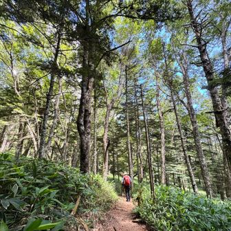 八ヶ岳を見渡せるビューポイントまで少し下山
