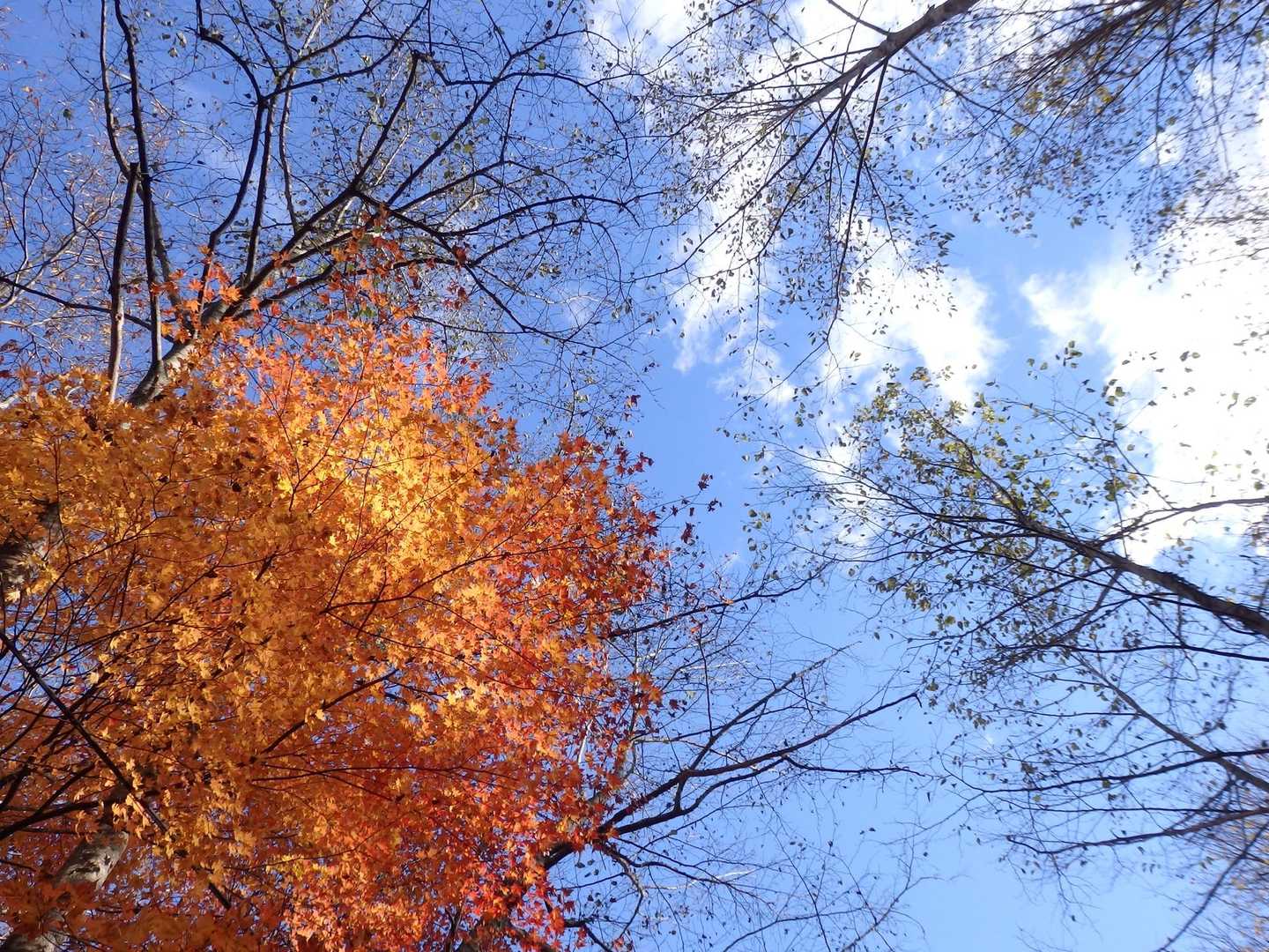 🍁🍁✨