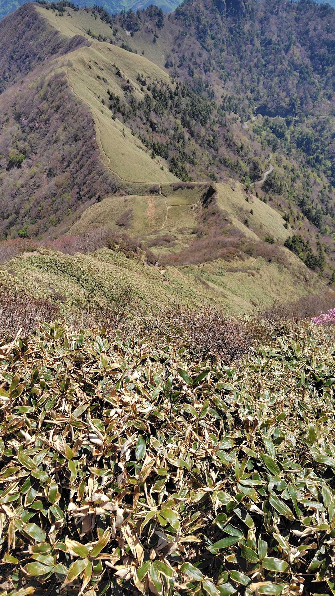 東黒森登山口-伊予富士-東黒森-自念子ノ頭 周回コースの写真