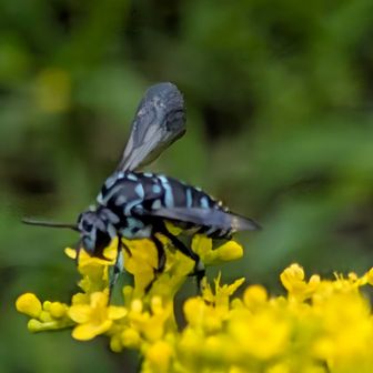 青い昆虫って新鮮。