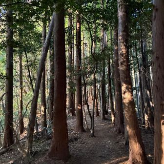 気持ちいい〜〜🎵歩きやすい綺麗な登山道が多かったです😊