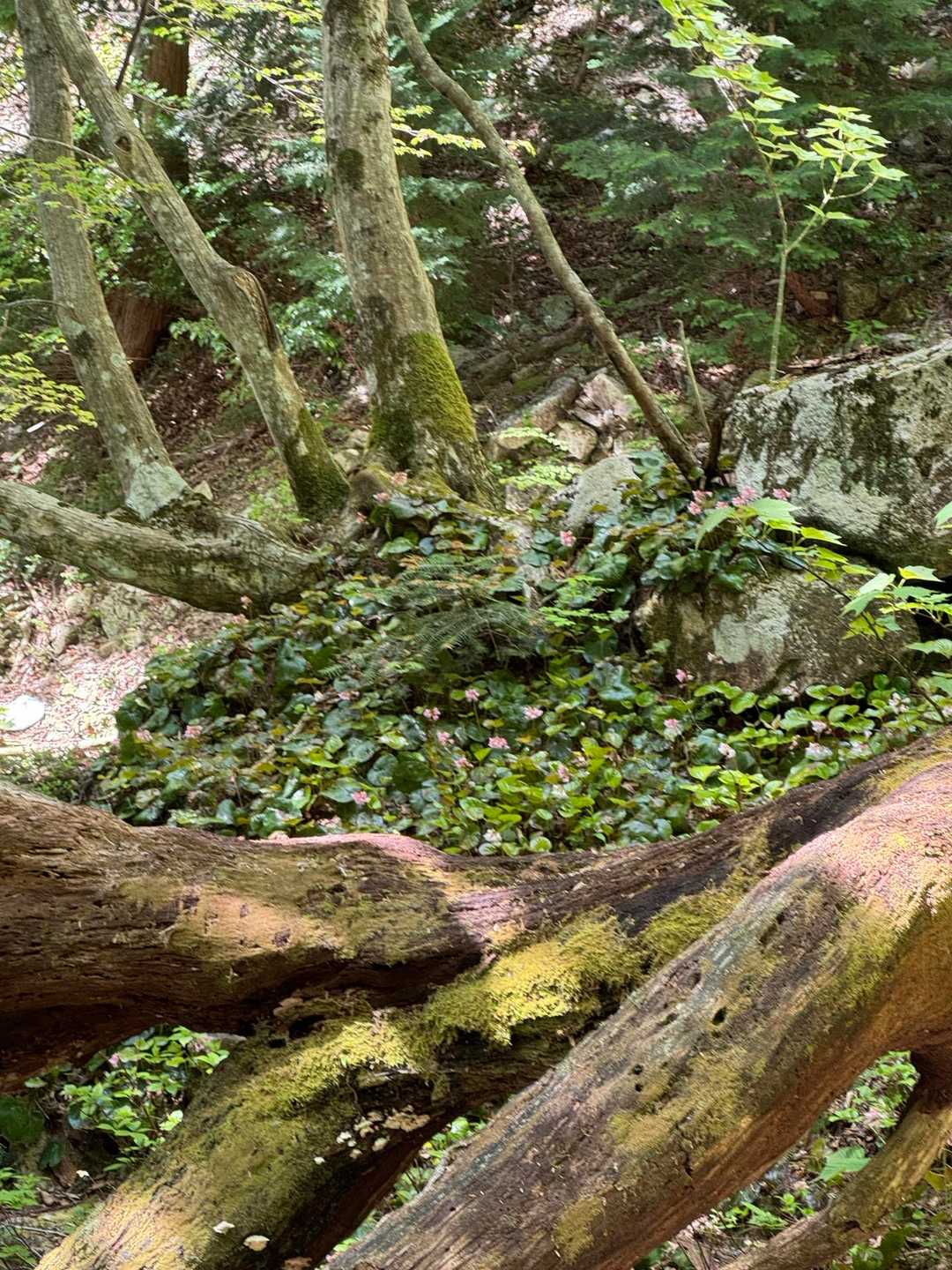 辛い坂道の途中にイワカガミの軍団が❣️
少し登るとまだ花がたくさん咲いてます🌸
応援してくれてるのね〜📣