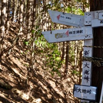 たくさんの分岐になっています