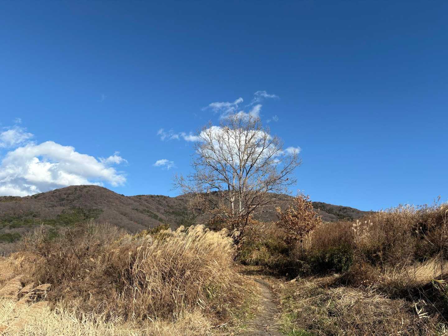 あぜ道を歩いているだけで
幸せになれます
