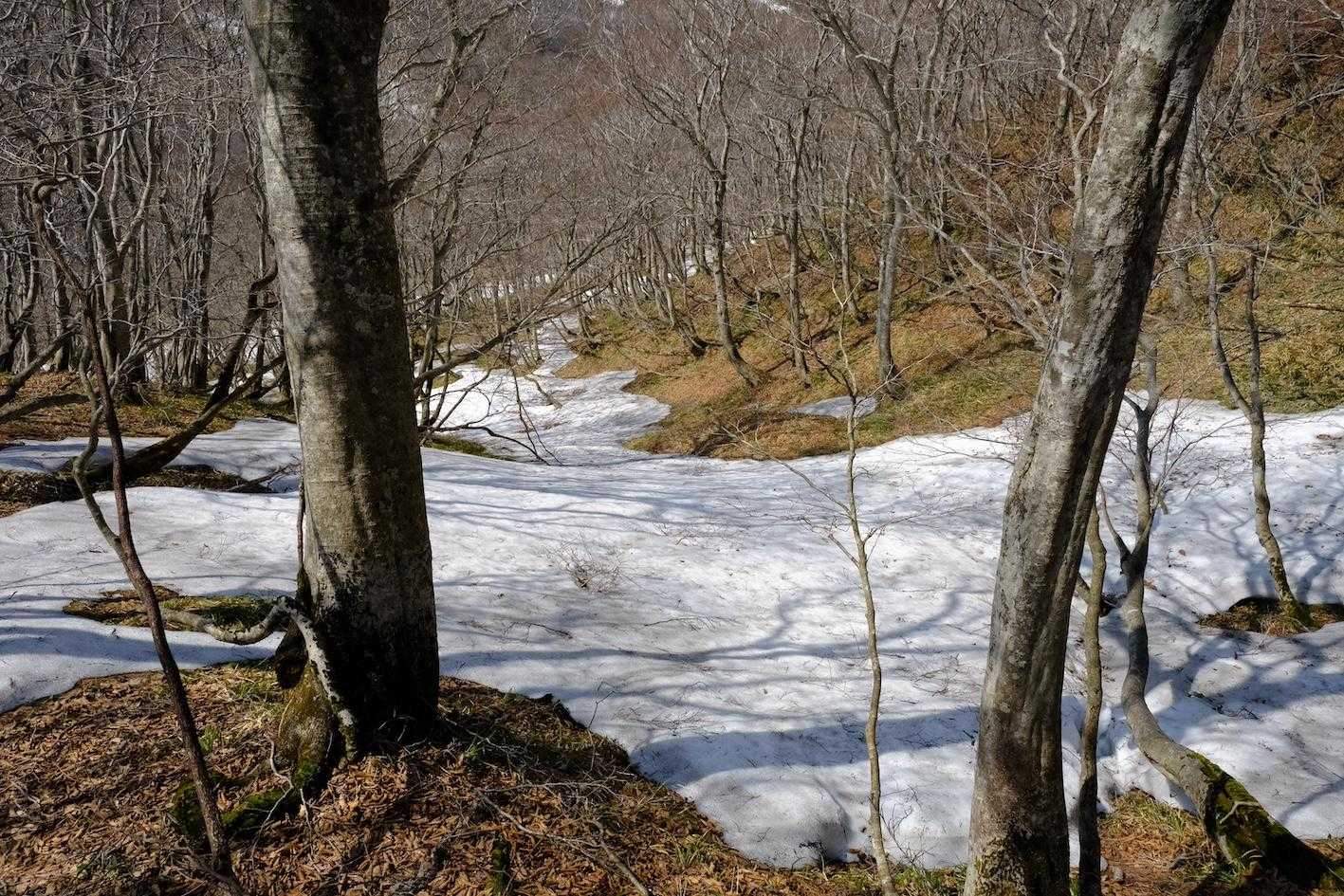 残雪に落ちた橅の影が美しくて。だから冬山が好き。