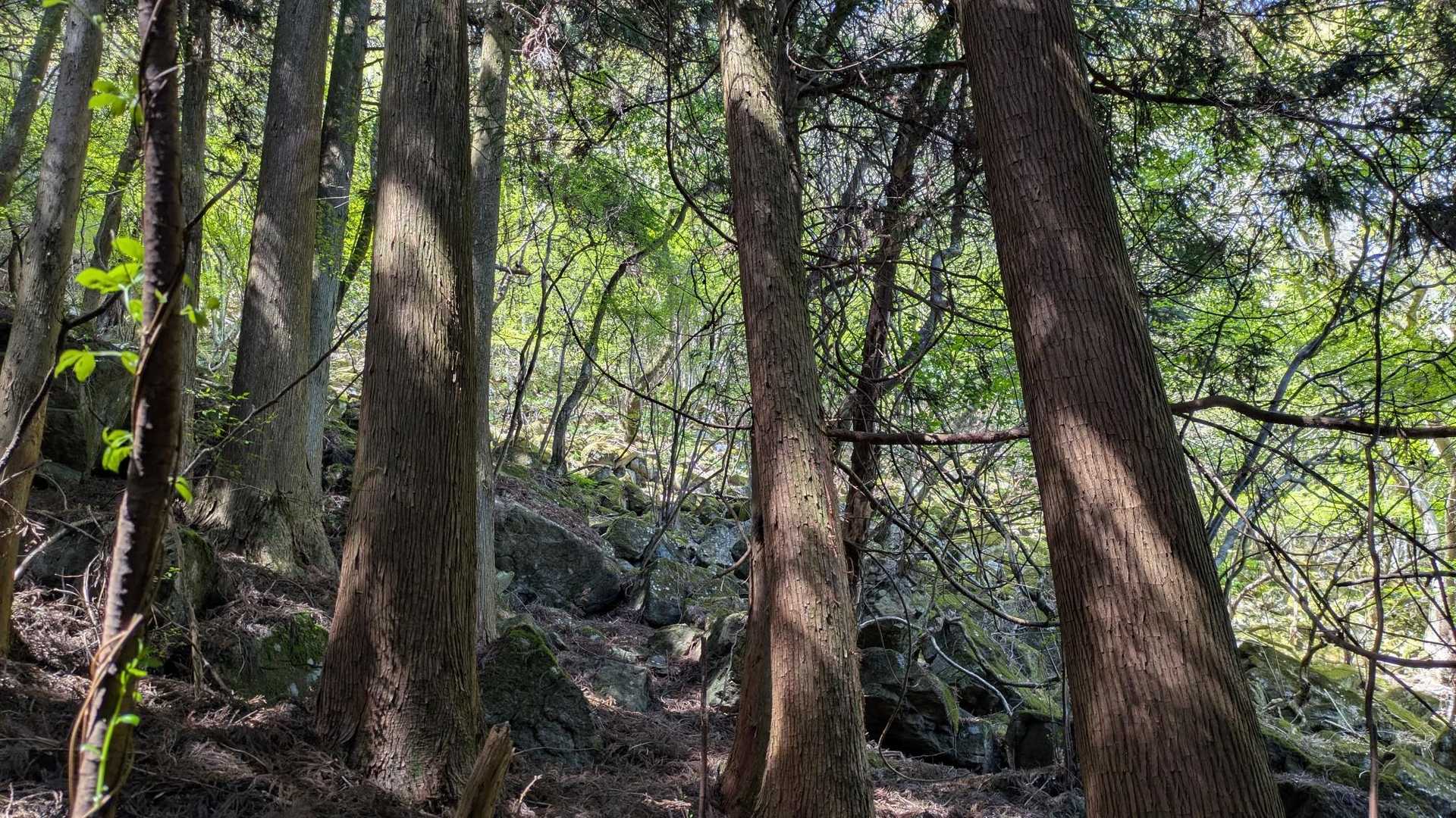 下山中、苔もキレイ。
私の苔も石にくっつかないかなぁー🤔

苔も育て方手探り中😅