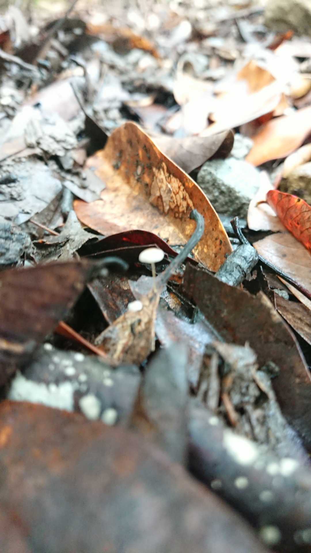 🍄？めっちゃ小さい❗