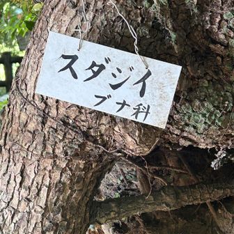 スダジイを見つけるとつい根元覗き込む
ヤッコソウ咲いた跡無いかな？