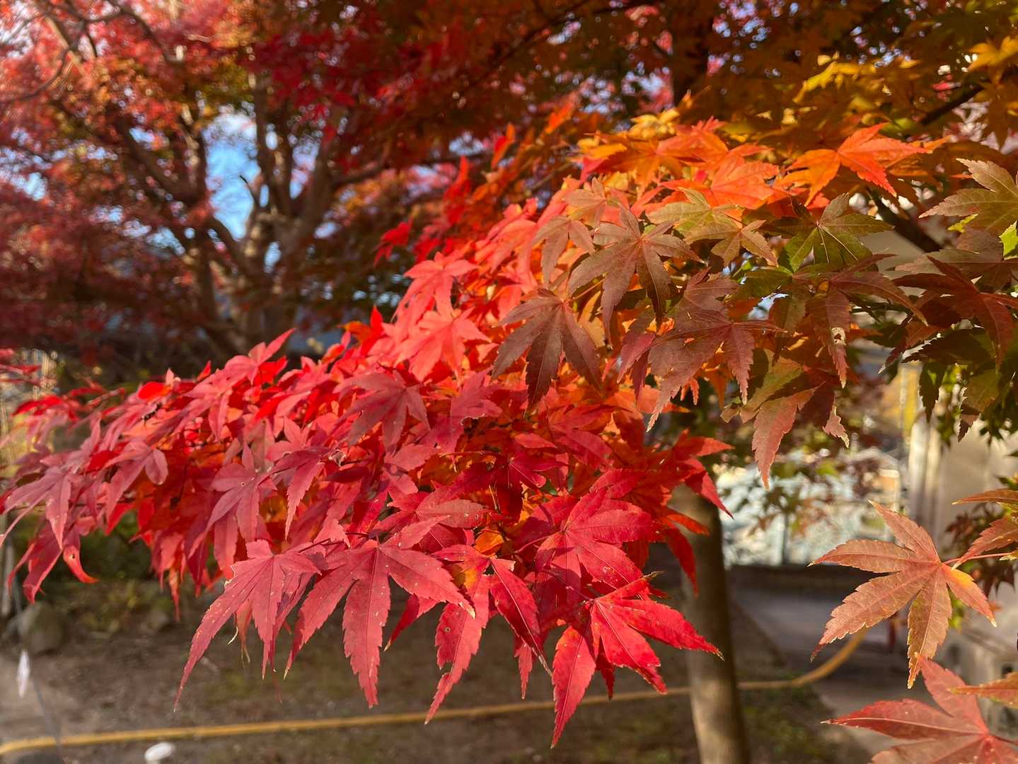 山頂に紅葉🍁が沢山あると言われながら、綺麗すぎて、写メ撮りまくります📷
