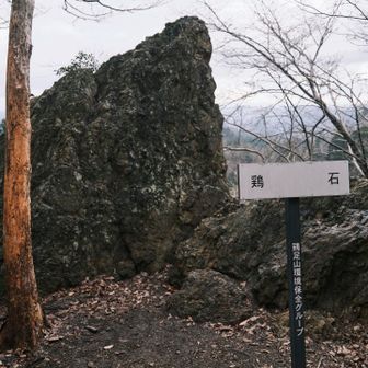 トサカのことかしら