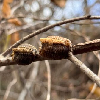 ハラビロカマキリの卵🥚