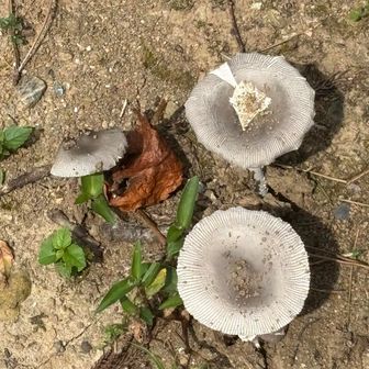 🍄出るぞとお殿様🤣
🐻も出るぞ〜と私