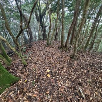 女鈴山山頂
標識はありませんでした。ここも山頂からの展望はありませんでした。
