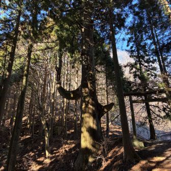 これが噂の天狗の腰掛け杉
樹齢350年高さ60mの巨杉で
天狗が腰を掛けて人々を見下ろしているといわれています😆


ここからゆるやかな登山道をゆっくり登って行きます✨️